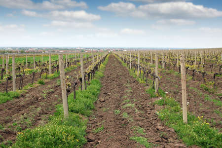 Vineyard landscape spring season agricultureの写真素材