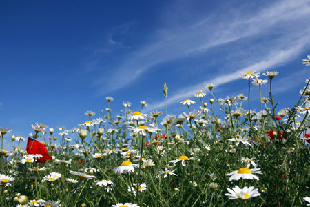 chamomile flower meadow spring seasonの写真素材