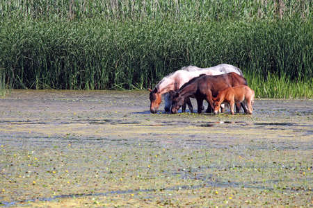 herd of horses on riverの写真素材