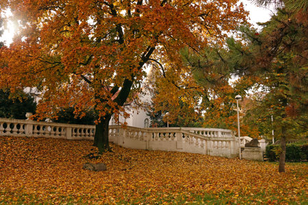 tree with colorful leaves in park autumn seasonの写真素材