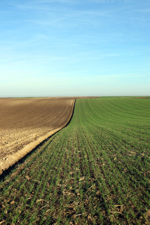 plowed and green wheat field agriculture 