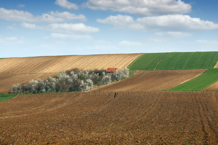 plowed field and orchard landscape agricultureの写真素材