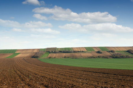 green wheat and plowed field farmland landscape agriculture