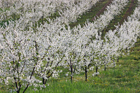 orchard landscape agriculture spring seasonの写真素材