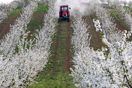 tractor sprays insecticide in cherry orchard spring seasonの写真素材