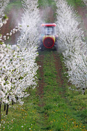 tractor sprays insecticide in orchard agricultureの写真素材