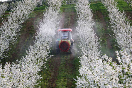 tractor sprays insecticide in cherry orchard agricultureの写真素材