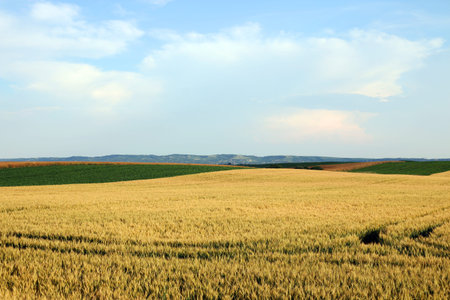 Wheat field landscape Vojvodina Serbia