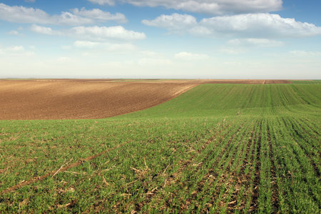 plowed field and young green wheat landscape autumn season