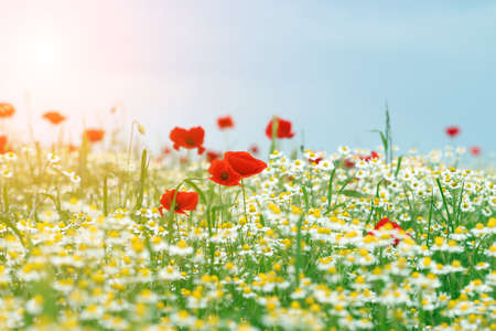 poppies and chamomile flowers meadow spring seasonの写真素材
