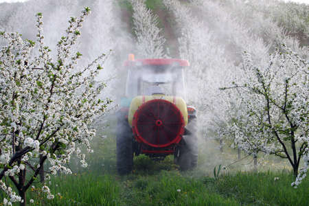tractor sprays insecticide in cherry orchard agriculture spring seasonの写真素材
