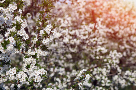 apple orchard tree branch with flowers spring seasonの写真素材