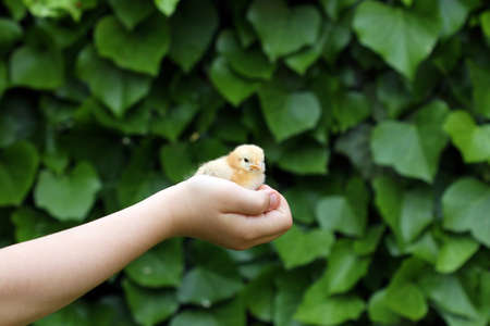 children hand holds chickenの写真素材