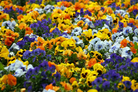 Pansy flower in garden nature spring seasonの写真素材