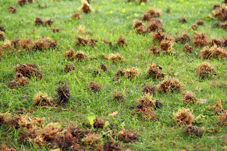 hazelnuts fallen on the ground nature background