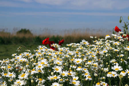 chamomile flowers field in spring の写真素材