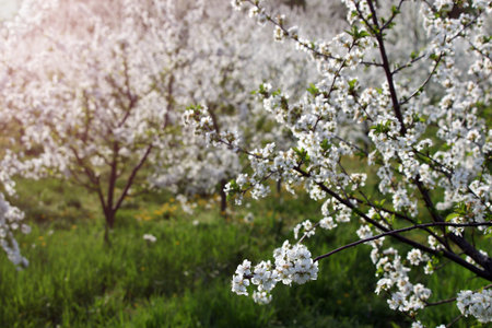 cherry orchard in spring season agricultureの写真素材