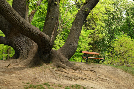 old wood and a park bench 