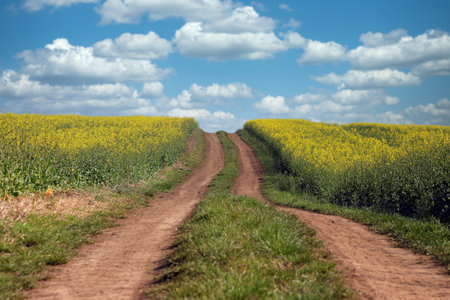 Field with rapeseed and country roadの写真素材
