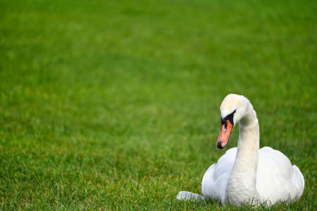 a white swan lies on the grassの写真素材