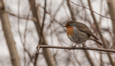 European Robin- most commonly known in  Europe simply as the Robin, is a small insectivorous...