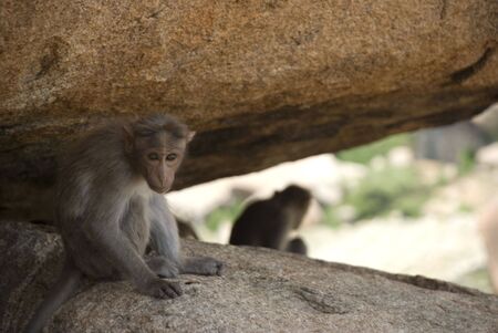 Monkey in a shadeの写真素材