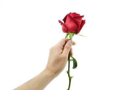 Rose in hand valentine white backgroundの写真素材