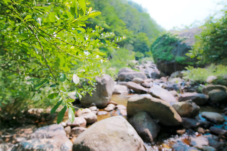 Landscape of mountain river with green forest and rock in summer.の写真素材