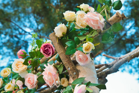 A rose blooming in the blue dusky dawnの写真素材