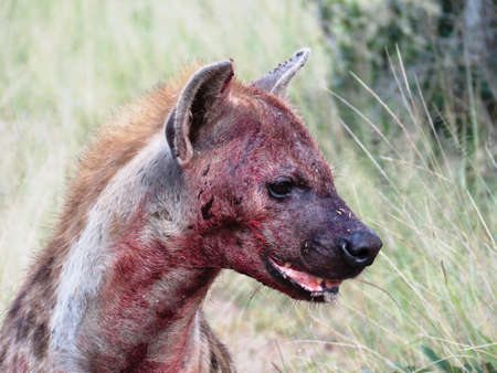 Bloody hyena after the feastの写真素材