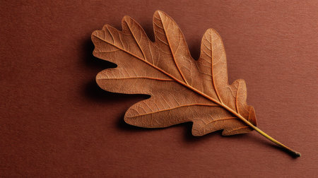 A stunning closeup of a single oak leaf showcasing its intricate details and warm brown tones, perfect for nature-inspired design projects and decor.の素材