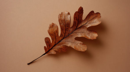 A detailed close-up of a dry oak leaf resting on a soft beige background. The warm tones and intricate textures highlight the beauty of nature in autumn.の素材