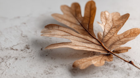 A close-up of a single brown oak leaf resting on a textured white marble background. The image captures the beauty of nature's decay in a minimalist design.の素材