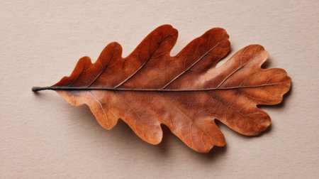 This image features a detailed close-up of a brown oak leaf resting on a beige background, highlighting the intricate textures and natural beauty found in autumn foliage.の素材