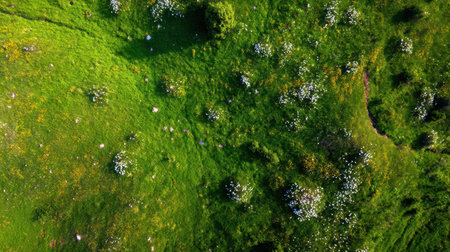 A breathtaking aerial view of a lush green meadow dotted with colorful wildflowers under bright sunshine, showcasing the beauty of nature and tranquility.の素材