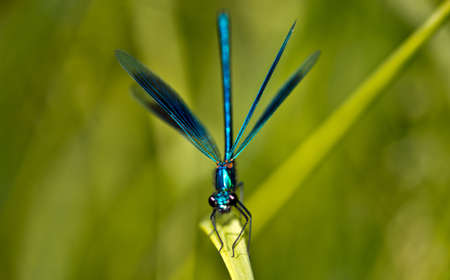 Male Banded Demoiselle on a blade of grassの写真素材