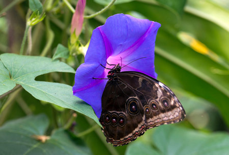 Blue Morpho Butterfly, Morpho peleides on Blue Flower