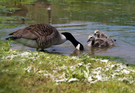 Canadian Geese with Goslings on a lake in Warwickshire