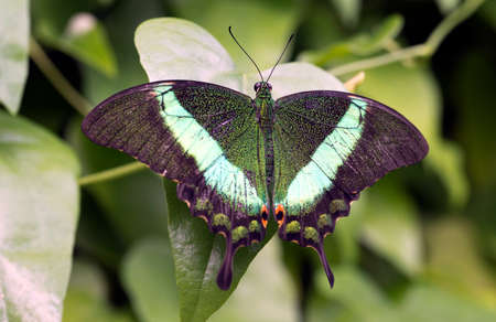 Emerald Swallowtail, Emerald Peacock, or Green-banded Peacockの写真素材