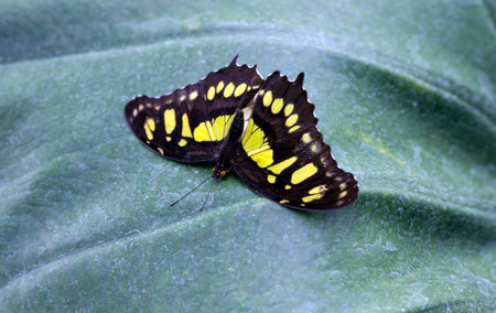 The Malachite,  Siproeta stelenes butterfly on a leaf