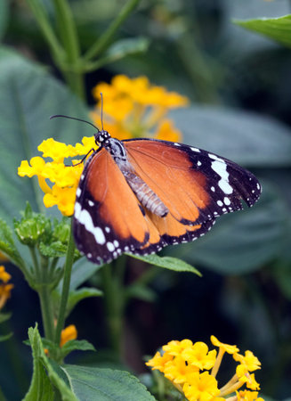 Plain Tiger Butterfly or African Monarch (Danaus chrysippus)