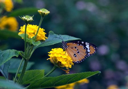 Plain Tiger Butterfly or African Monarch (Danaus chrysippus)の写真素材