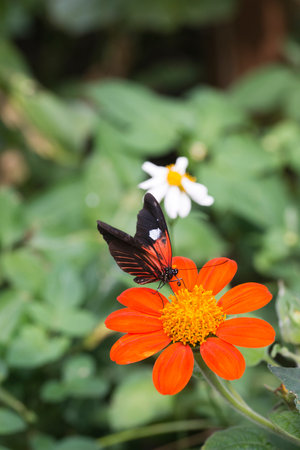The Postman Butterfly, Common Postman, Heliconius melpomeneの写真素材