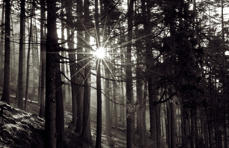 Woodland Walk in Rhayader, Powys