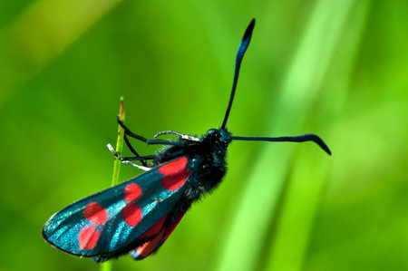 Six-Spot Burnet Zygaena filipendulae is a UK day flying moth.の写真素材