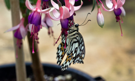 Swallowtail Butterfly on a Fuschia Plant