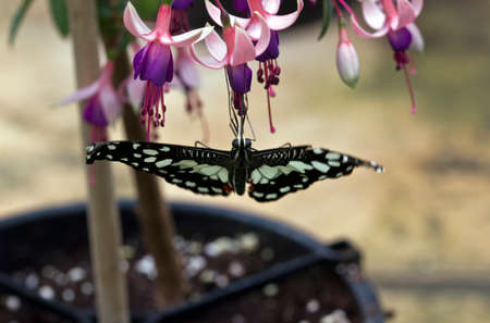 Swallowtail Butterfly on a Fuschia Plantの写真素材