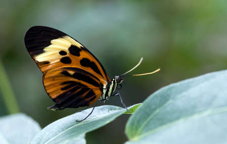 The Numata Longwing (Heliconius numata) on a green leafの写真素材
