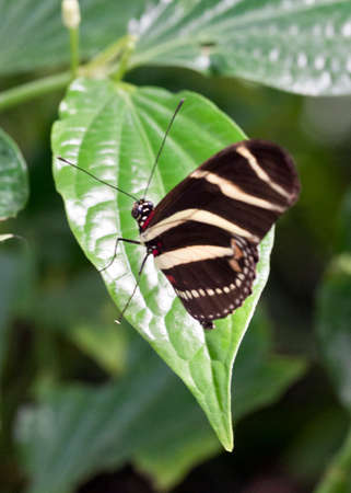 The Zebra Longwing or Zebra Heliconian (Heliconius charithonia) is a species of butterfly belonging to the subfamily Heliconiinae of the Nymphalidaeの写真素材