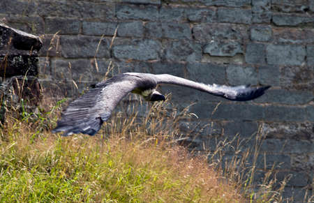 Vulture flying over the grounds of Warwick Castleの写真素材